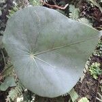 Jatropha podagrica List