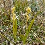 Liparis loeselii Habit