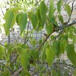 Celtis australisLeaf