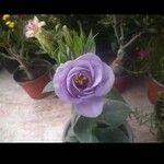 Eustoma exaltatum Cvet