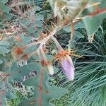 Solanum pyracanthos Çiçek