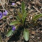 Viola sagittata Costuma