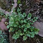 Cardamine hirsuta Habit