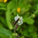 Silene gallica Flower