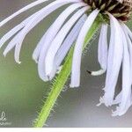 Echinacea sanguinea Flower