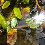 Potamogeton natans Leaf