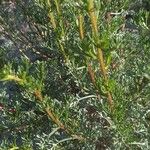 Artemisia campestris Fuelha