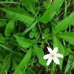 Anemone trifolia Levél