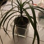 Dracaena reflexa Агульны выгляд