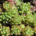Sedum hirsutum Likasa