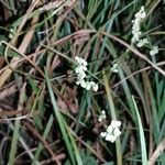 Fallopia convolvulus Hedelmä