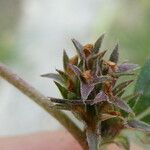 Trifolium scabrum Fruit