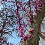 Prunus cerasoides 花