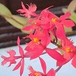 Epidendrum ibaguense പുഷ്പം