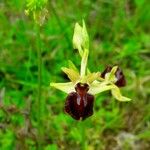 Ophrys sphegodes പുഷ്പം