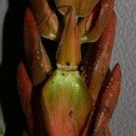 Aphelandra storkii Fruit
