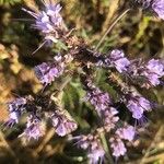 Phacelia tanacetifolia花