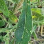 Crepis foetida Blad