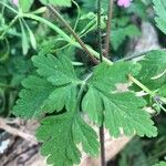 Geranium robertianumLeaf