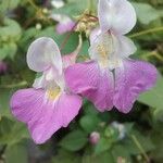 Impatiens balfourii Blomst