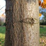 Quercus velutina Casca