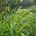 Setaria verticillata Blatt