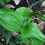 Polygonatum latifolium 葉