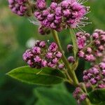 Spiraea salicifolia 花