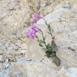 Arabis collina Habit