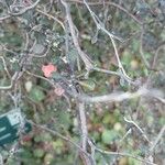 Corokia cotoneaster Leaf