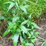 Rauvolfia serpentina Deilen