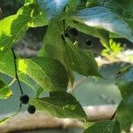 Celtis laevigata Ffrwyth