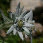 Leontopodium nivale Квітка