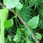 Stellaria nemorum Bark