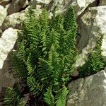 Dryopteris villarii Hàbitat