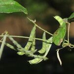Galactia striata फल