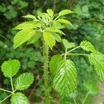 Rubus winteri Blad