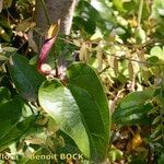 Aristolochia altissima Fruit