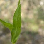 Tuberaria guttata List