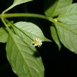 Alternanthera lanceolata Floare
