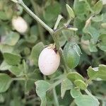 Salpichroa origanifolia Frutto