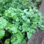 Phacelia distans Elinympäristö