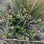 Alchemilla hispidula Habit