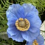 Meconopsis grandis Blüte