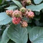 Rubus elegantispinosus Frukto