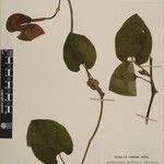 Aristolochia griffithii ᱮᱴᱟᱜ