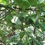 Plukenetia volubilis Fruit