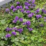 Campanula glomerata (Sonstiges)