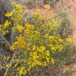 Gutierrezia microcephala Blomma