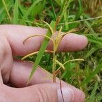 Paspalum repens Fruto